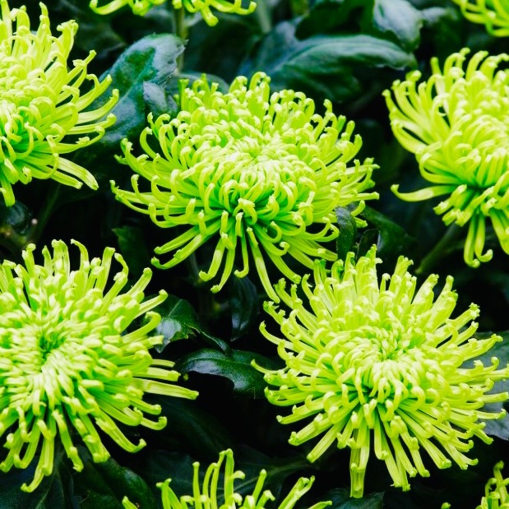 🌼💚🌼💚🌼💚🌼💚🌼💚🌼💚🌼💚🌼💚🌼 - Picture 8 of 12